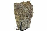 Dinosaur (Triceratops) Frill Shield Section w/ Stand - South Dakota #350628-1